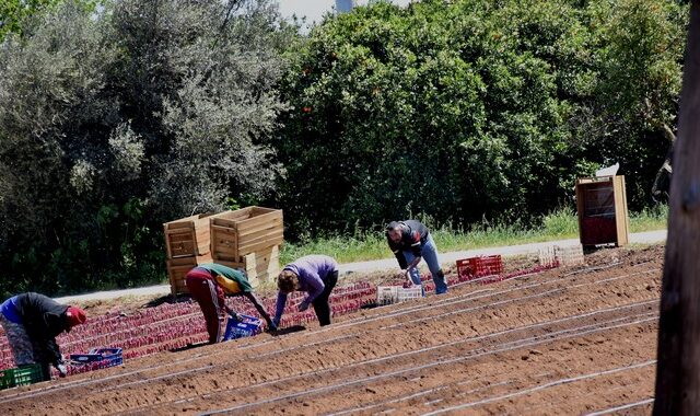 Η ακρίβεια ερημώνει την ύπαιθρο – Σε αδιέξοδο αγρότες και κτηνοτρόφοι