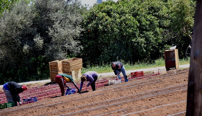 Η ακρίβεια ερημώνει την ύπαιθρο – Σε αδιέξοδο αγρότες και κτηνοτρόφοι