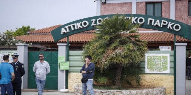 Αττικό Ζωολογικό Πάρκο: Τα δύο πορίσματα του υπ. Περιβάλλοντος για το περιστατικό με τον χιμπατζή