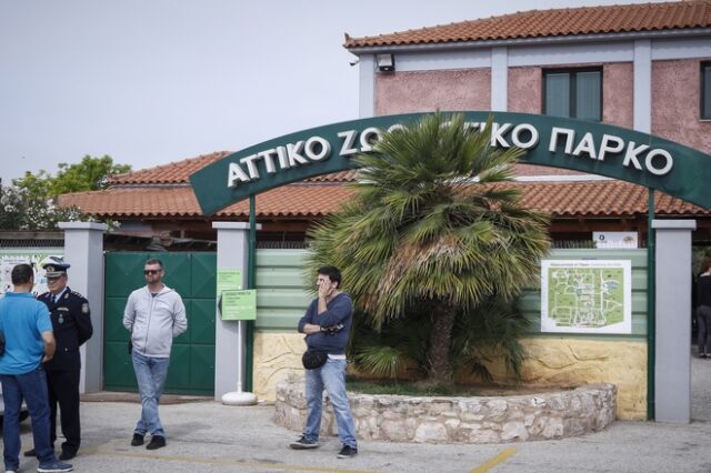 Αττικό Ζωολογικό Πάρκο: Τα δύο πορίσματα του υπ. Περιβάλλοντος για το περιστατικό με τον χιμπατζή