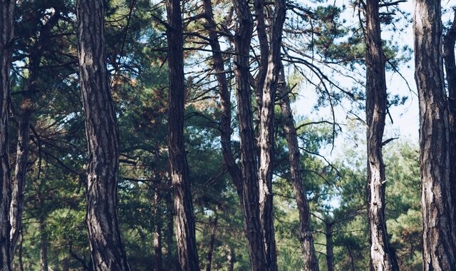 Τι ΔΕΝ κάνει η Ελλάδα για να προστατεύσει τα πολύτιμα δάση της