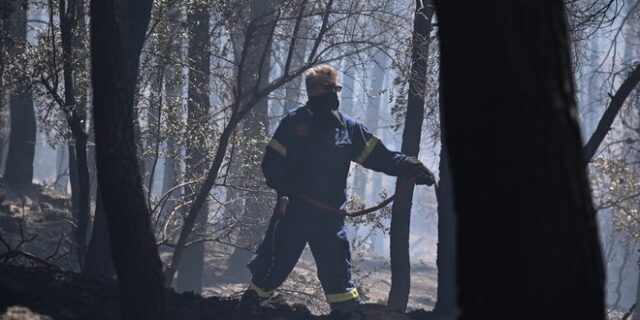 Φωτιά στην Ιτέα: Κάηκαν 12.153 στρέμματα – Τα 3.000 τμήμα του παραδοσιακού Ελαιώνα της Άμφισσας