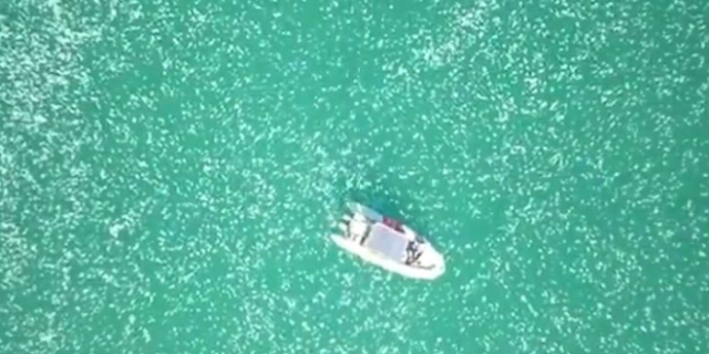 Ισραήλ: Γεμάτη από μέδουσες η θάλασσα – Πρωτοφανείς εικόνες