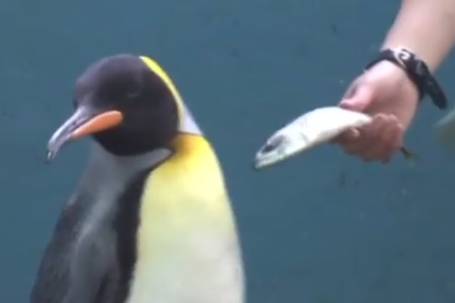 Ιαπωνία: Πιγκουίνοι κάνουν “απεργία πείνας” και αρνούνται να φάνε φθηνό ψάρι