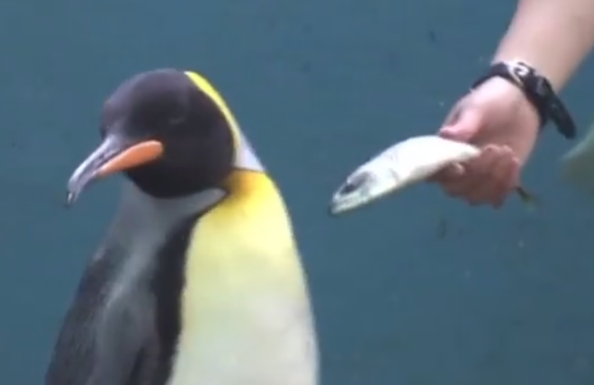 Ιαπωνία: Πιγκουίνοι κάνουν “απεργία πείνας” και αρνούνται να φάνε φθηνό ψάρι