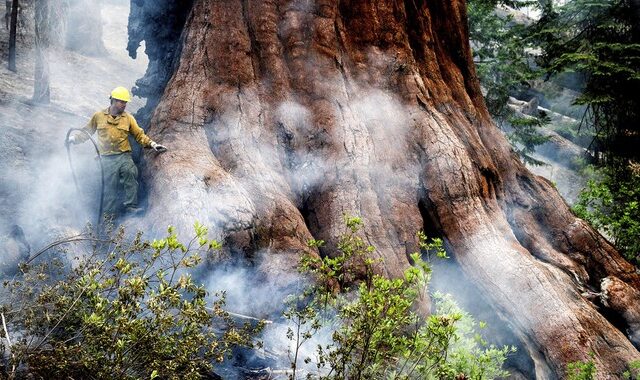 ΗΠΑ: Πυρκαγιά απειλεί τις γιγαντιαίες σεκόγιες, τα ψηλότερα δέντρα του κόσμου