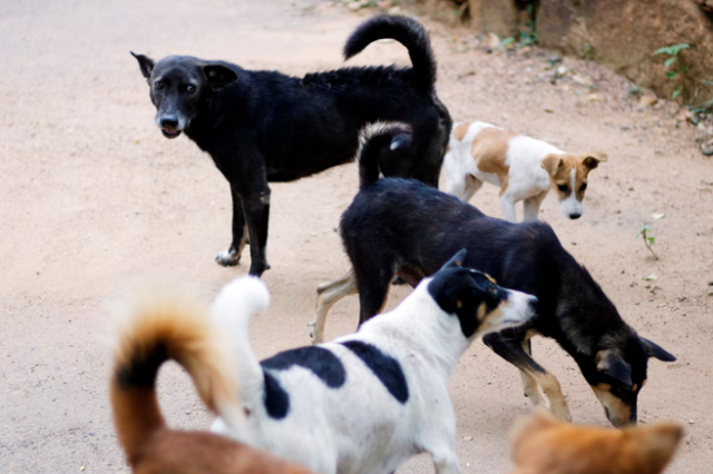 Κτηνωδία στην Καβάλα: Γέμισαν με φόλες χωριό – Δηλητηριάστηκαν επτά σκυλιά