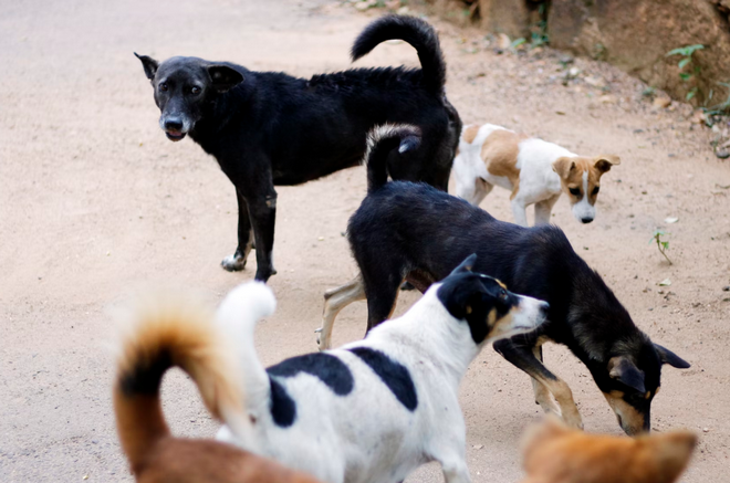 Κτηνωδία στην Καβάλα: Γέμισαν με φόλες χωριό – Δηλητηριάστηκαν επτά σκυλιά