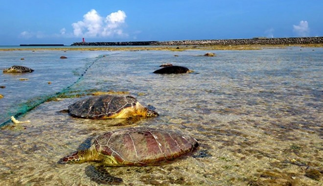 Φρίκη στην Ιαπωνία: Δεκάδες θαλάσσιες χελώνες βρέθηκαν μαχαιρωμένες στο λαιμό
