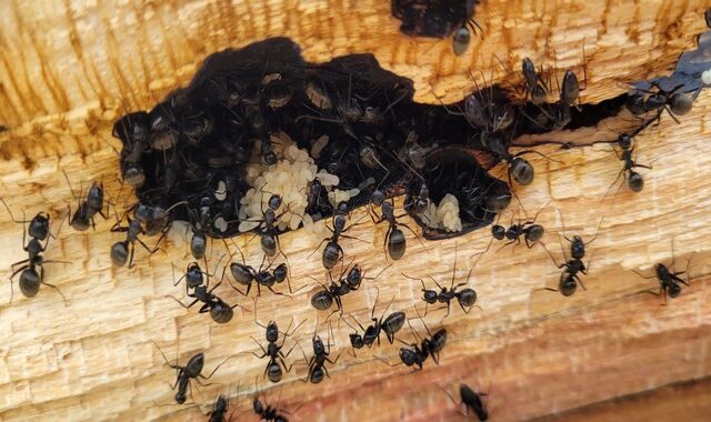 Μια αποικία μυρμηγκιών έχει αναμνήσεις που δεν έχουν τα μεμονωμένα μέλη της