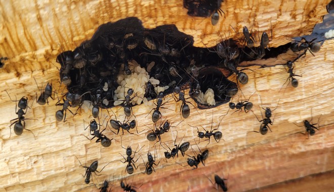Μια αποικία μυρμηγκιών έχει αναμνήσεις που δεν έχουν τα μεμονωμένα μέλη της