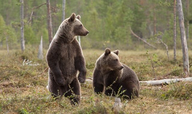 ΥΠΕΝ: Διερεύνηση των περιστατικών θανάτωσης τριών αρκούδων στη Φλώρινα