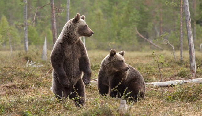 ΥΠΕΝ: Διερεύνηση των περιστατικών θανάτωσης τριών αρκούδων στη Φλώρινα