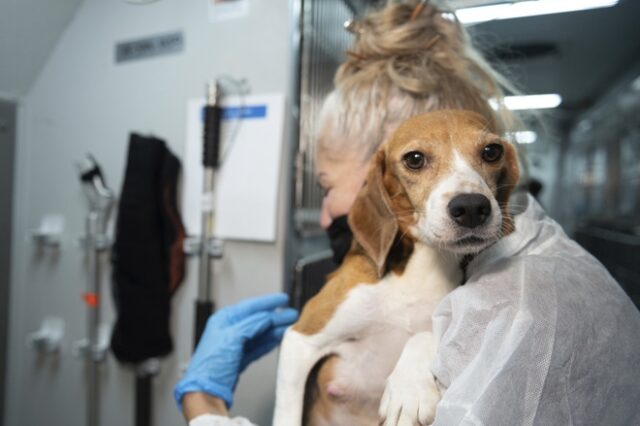 ΗΠΑ: Σώθηκαν 4.000 σκυλάκια που προορίζονταν για πειράματα