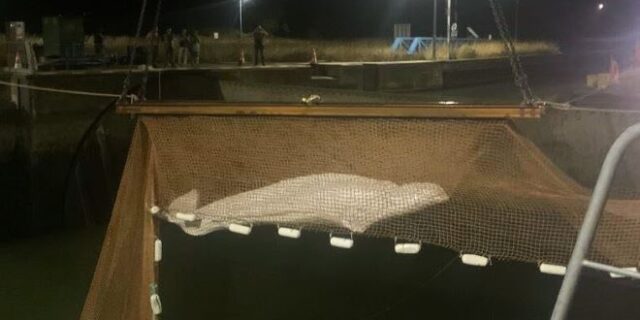 Γαλλία: Έβγαλαν από τον Σηκουάνα την παγιδευμένη φάλαινα Μπελούγκα