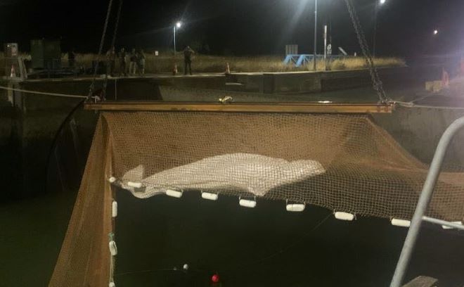 Γαλλία: Έβγαλαν από τον Σηκουάνα την παγιδευμένη φάλαινα Μπελούγκα