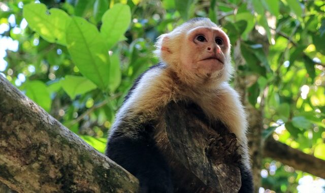 ΗΠΑ: Μαϊμού κάλεσε την αστυνομία προκαλώντας πανικό σε ζωολογικό πάρκο