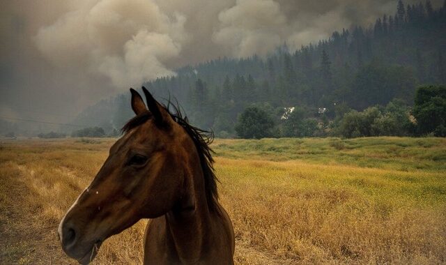 Δραματική μείωση των δασών παγκοσμίως – Τι έχει συμβεί τα τελευταία 60 χρόνια