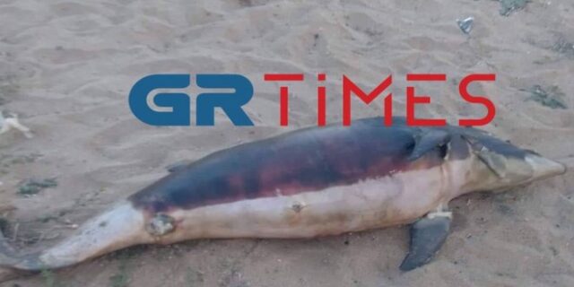 Χαλκιδική: Νεκρό δελφίνι βρέθηκε να επιπλέει στη θάλασσα