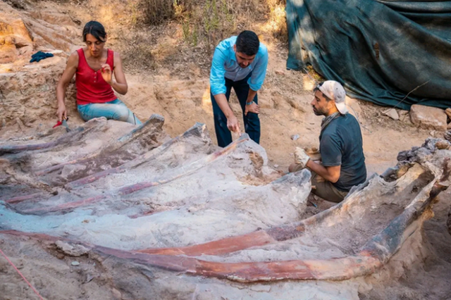 Εντόπισε στην αυλή του λείψανα του μεγαλύτερου δεινόσαυρου που έχει βρεθεί στην Ευρώπη