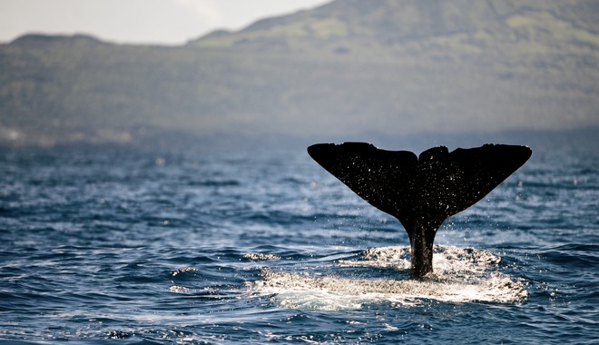 Τεράστια φάλαινα φυσητήρας εντοπίστηκε στο βορειοανατολικό Αιγαίο
