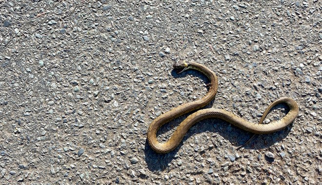Θεσσαλονίκη: Φίδι ενός μέτρου εγκλωβίστηκε σε ντεπόζιτο βενζίνης αυτοκινήτου