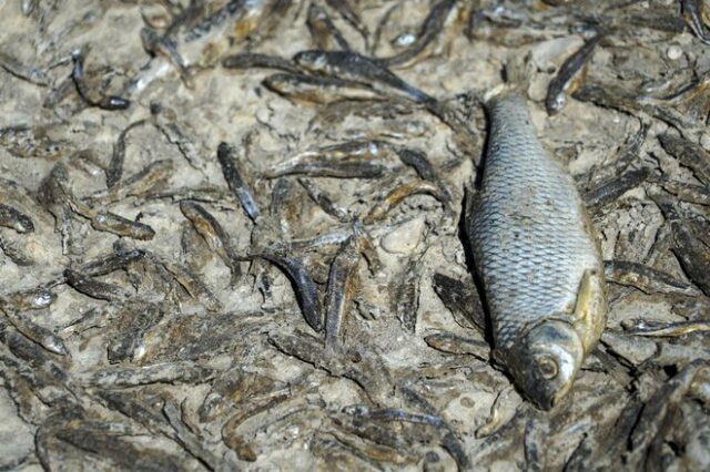 Γαλλία: Οκτώ τόνοι ψαριών πέθαναν από ασφυξία σε λίμνη, λόγω της ξηρασίας