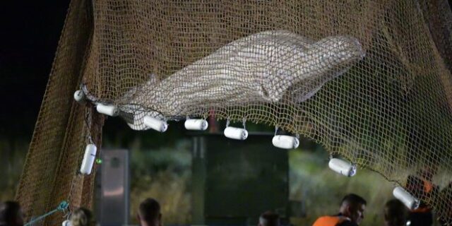 Πέθανε η φάλαινα Μπελούγκα που είχε εγκλωβιστεί στον Σηκουάνα