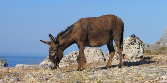 “Ηλεκτρονική ταυτότητα” για άλογα και γαϊδουράκια από Οκτώβρη