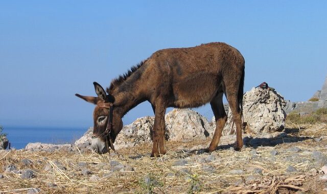 “Ηλεκτρονική ταυτότητα” για άλογα και γαϊδουράκια από Οκτώβρη