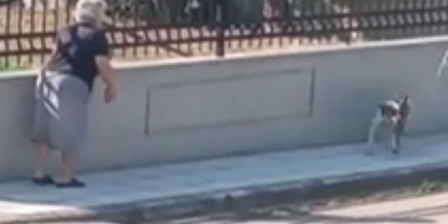 Θεσσαλονίκη: Τι λέει η 75χρονη που πέταξε χωρίς λόγο τη μαγκούρα της σε αδέσποτο σκύλο
