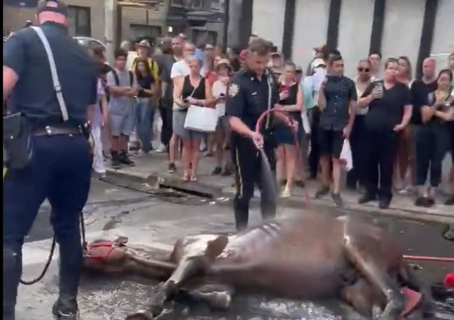 Νέα Υόρκη: Άλογο άμαξας κατέρρευσε κι ο οδηγός το χτυπούσε – Οργή περαστικών και οργανώσεων