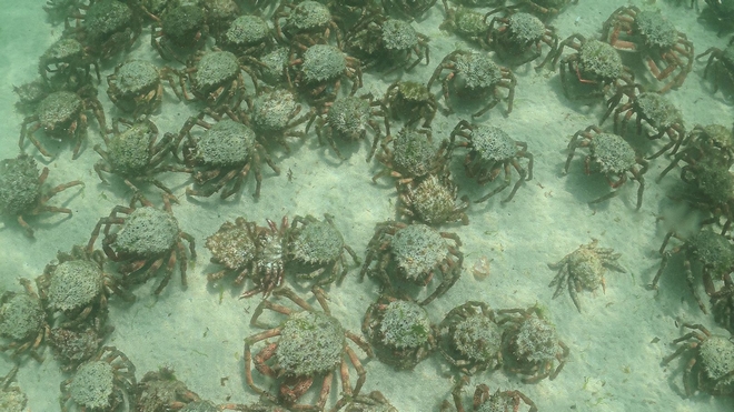 Βρετανία: Χιλιάδες δηλητηριώδη καβούρια-αράχνες σε παραλία της Κορνουάλης