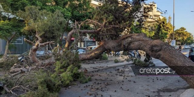 Θάνατος 51χρονου στην Κρήτη: Αυτοψία είχε δείξει την επικίνδυνη κλίση του πεύκου