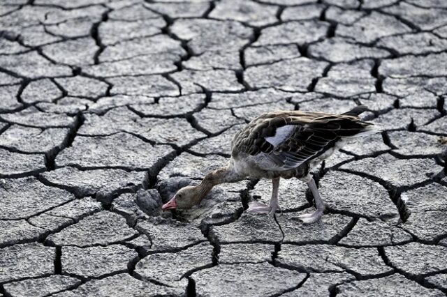 SOS στην Ευρώπη λόγω ξηρασίας: Τα ποτάμια στερεύουν επικίνδυνα, η αγωνία μεγαλώνει