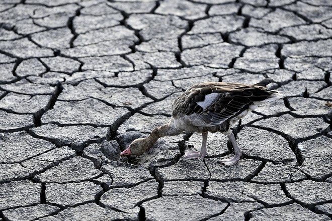 SOS στην Ευρώπη λόγω ξηρασίας: Τα ποτάμια στερεύουν επικίνδυνα, η αγωνία μεγαλώνει