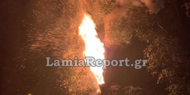 Φωκίδα: Έκαψαν πλάτανο 180 ετών με δυναμιτάκια