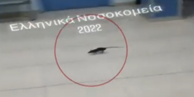 Βίντεο: Ποντίκι περιφέρεται στα εξωτερικά ιατρεία νοσοκομείου