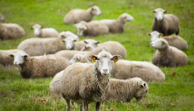 Η Βαρκελώνη προσέλαβε πρόβατα και κατσίκες για την αντιμετώπιση των φωτιών