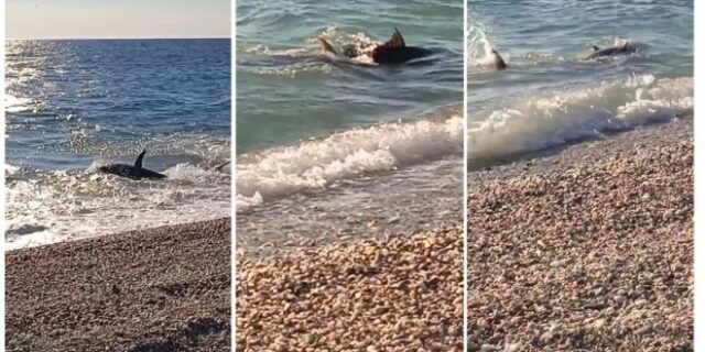 Λάρισα: Γιγάντιο ψάρι βγήκε στα ρηχά και ξάφνιασε τους λουόμενους