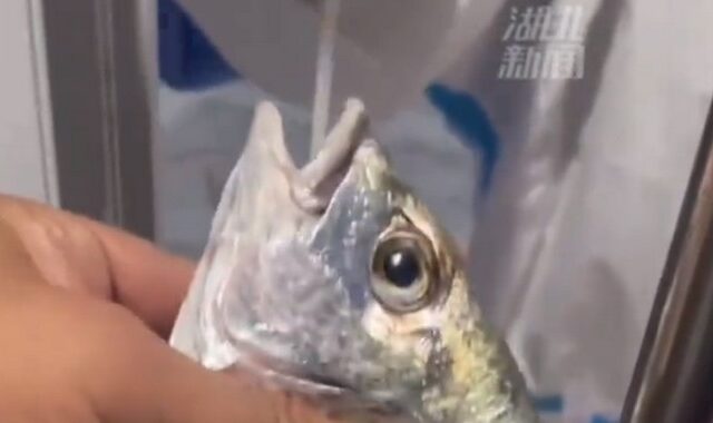Το “τερμάτισαν” στην Κίνα: Κάνουν self test στα ψάρια – Απίστευτες εικόνες