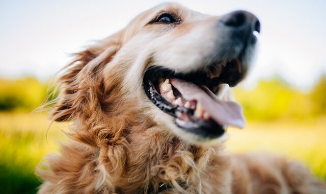 Έρευνα: Οι σκύλοι κλαίνε από χαρά όταν το αφεντικό τους επιστρέφει σπίτι