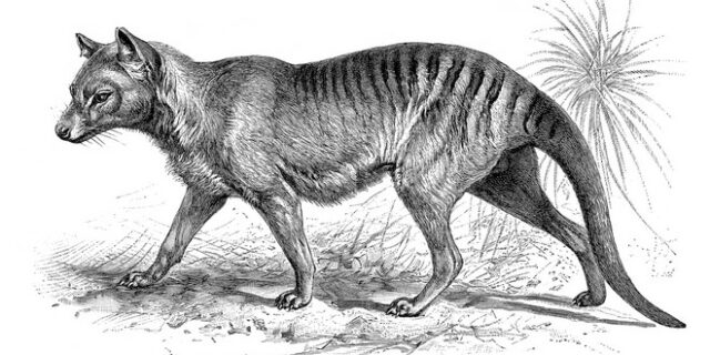 Επιστήμονες θα επιχειρήσουν να επαναφέρουν στην ζωή την τίγρη της Τασμανίας