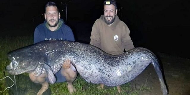Λίμνη Πλαστήρα: Ψαράδες έπιασαν γουλιανό μήκους 2,40 μέτρων