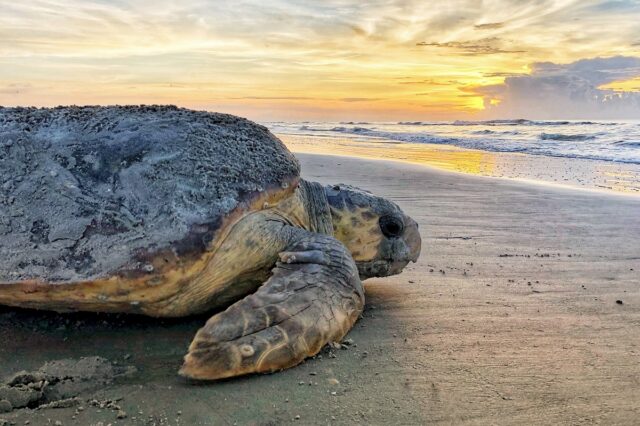 Η κλιματική αλλαγή εξαφανιζει τις αρσενικες χελωνες