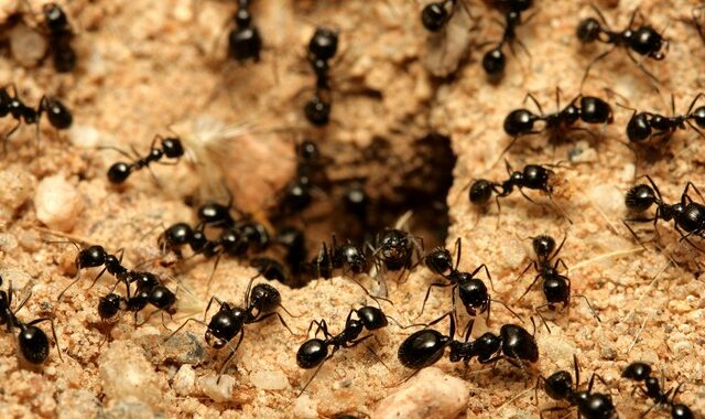 Πόσα μυρμήγκια υπάρχουν στον πλανήτη – Επιστήμονες τα μέτρησαν και έδωσαν τον αριθμό