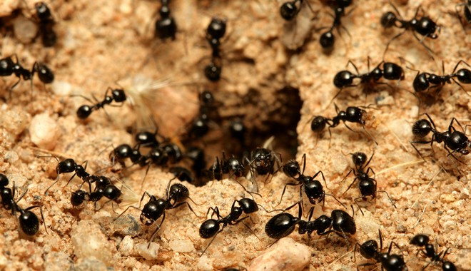 Πόσα μυρμήγκια υπάρχουν στον πλανήτη – Επιστήμονες τα μέτρησαν και έδωσαν τον αριθμό