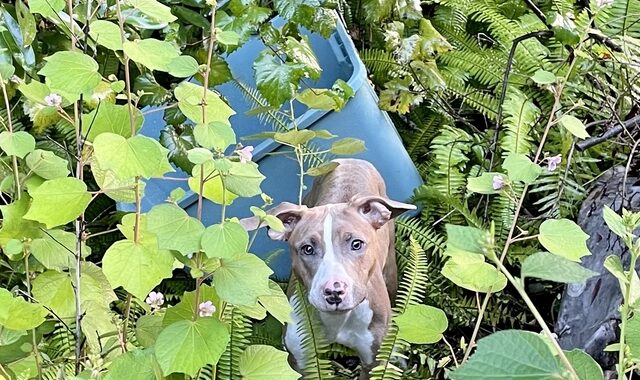 Φλόριντα: Επιχείρηση διάσωσης για σκυλάκι που πέταξαν από γέφυρα ύψους 4,5 μέτρων μέσα σε κάδο