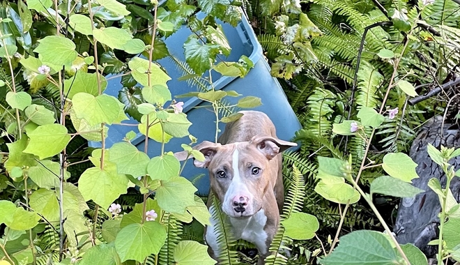 Φλόριντα: Επιχείρηση διάσωσης για σκυλάκι που πέταξαν από γέφυρα ύψους 4,5 μέτρων μέσα σε κάδο