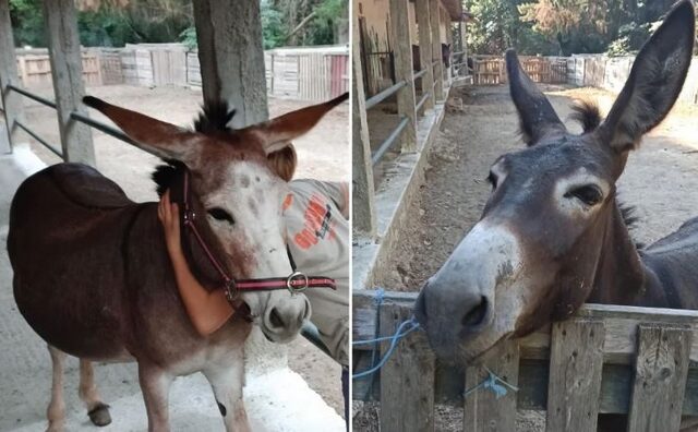 Κέρκυρα: Έκλεψαν τα γαϊδουράκια από το “Χαμόγελο του Παιδιού”